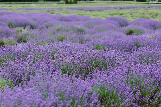 Lewin Farms, Lavender By The Bay and Tanger Outlets Full-Day Tour - Included Amenities: Making the Day Enjoyable