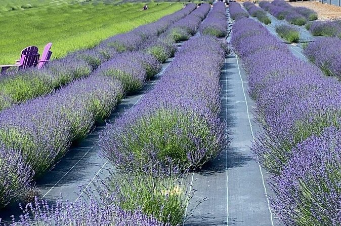 Lewin Farms, Lavender By The Bay and Tanger Outlets Full-Day Tour - Optional Extras and Things to Keep in Mind