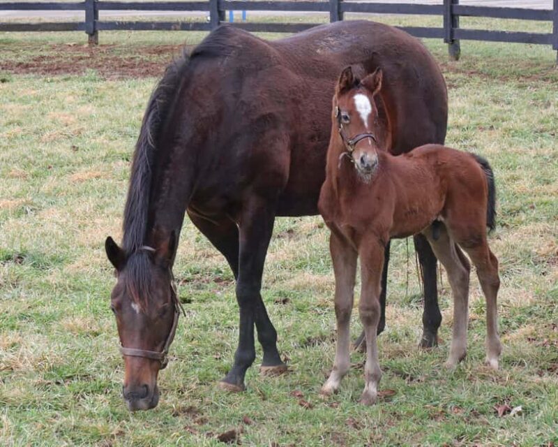 Lexington: Thoroughbred Horse Farm Tour and Scenic Bluegrass - Inside the Famous Keeneland Race Course (When Available)