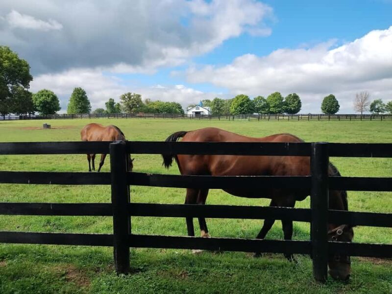 Lexington: Thoroughbred Horse Farm Tour and Scenic Bluegrass - The Experience of Different Guides