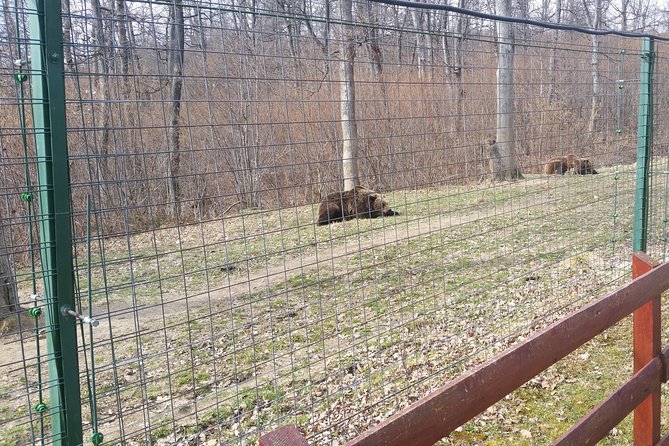LiBearty Bear Sanctuary Zarnesti Small-Group Trip from Brasov - Discover Romania’s Largest Bear Sanctuary with a Small-Group Tour