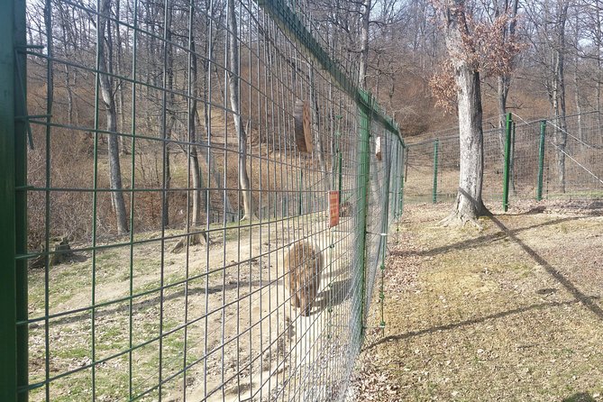 LiBearty Bear Sanctuary Zarnesti Small-Group Trip from Brasov - Scenic Transfer from Brasov to Zarnesti