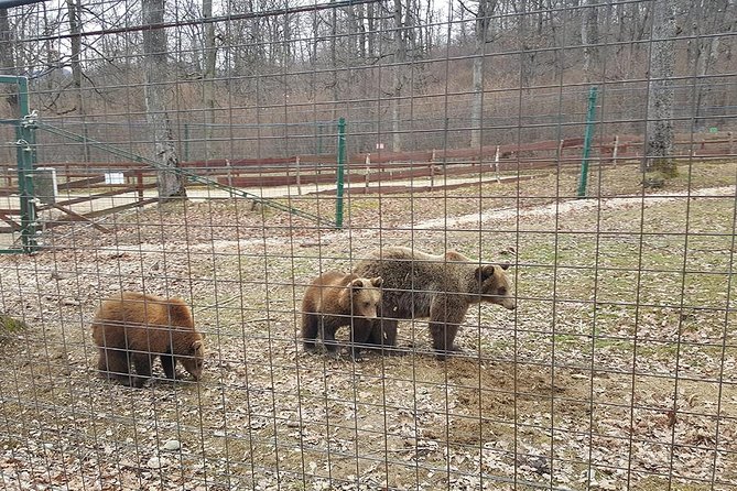 LiBearty Bear Sanctuary Zarnesti Small-Group Trip from Brasov - Highlights of the Sanctuary’s Bears and Their Rescues