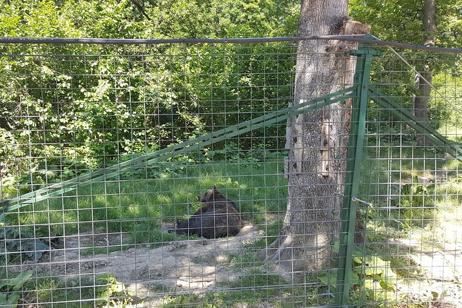 LiBearty Bear Sanctuary Zarnesti Small-Group Trip from Brasov - Tour Value and Considerations