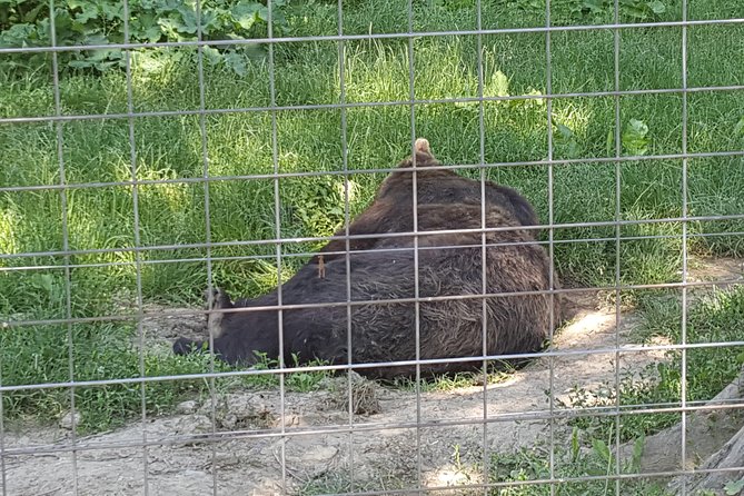 LiBearty Bear Sanctuary Zarnesti Small-Group Trip from Brasov - Why This Tour Stands Out from Others in Brasov