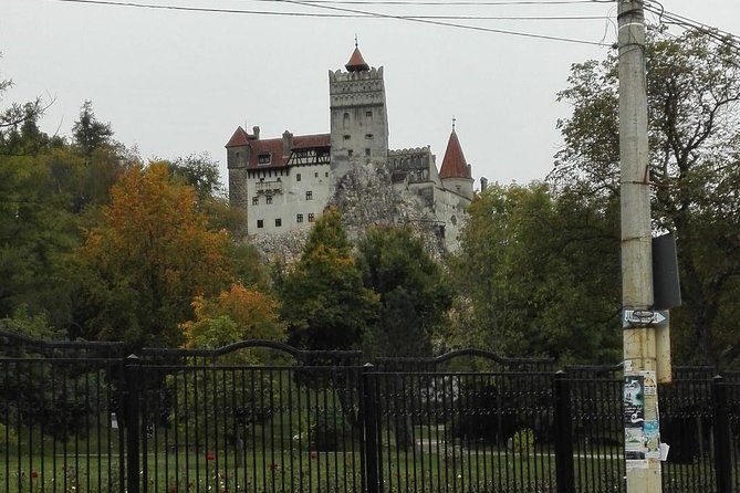 LiBEARty - the Brown Bear Sanctuary from Zarnesti - The Unique Charm of Libearty Bear Sanctuary from Zarnesti