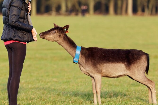 Liberty Irish Tours Dublin City & Wicklow Mountains Luxury Car Shore Excursion - Dublin City Highlights: From Trinity College to City Streets