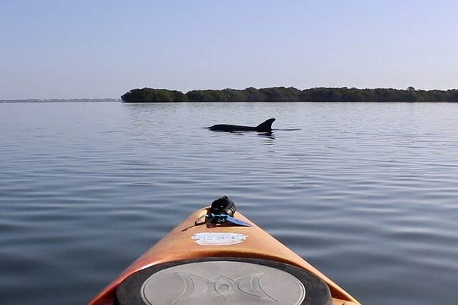 Lido Key Pedal Kayak Tour in Sarasota - The Guides: Knowledgeable, Friendly, and Entertaining