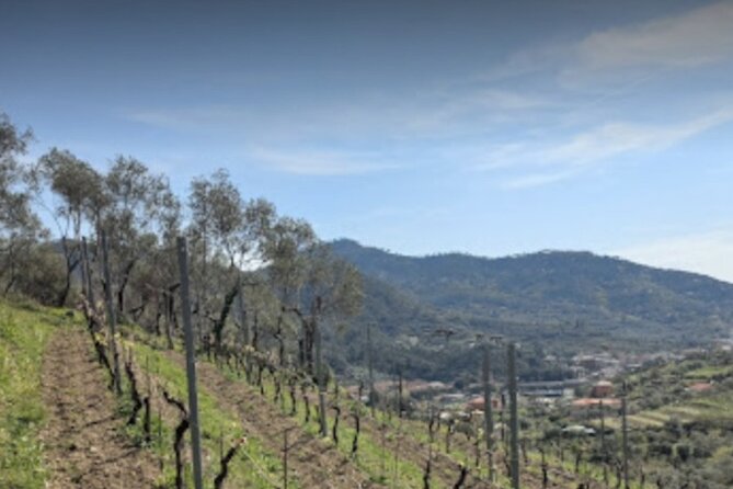 Lievàntu Wine Experience - Scenic Views of Levanto’s Valley and Bay