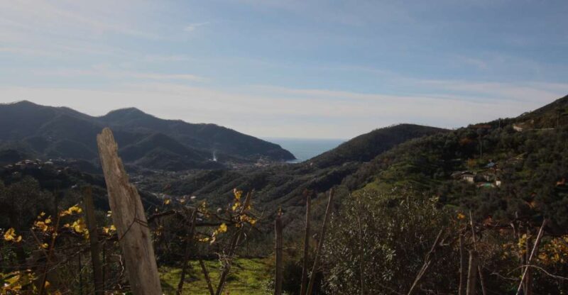Lievàntu Wine Experience: Tour & tasting in Levanto Valley - Discover the Lievàntu Wine Experience in Levanto Valley
