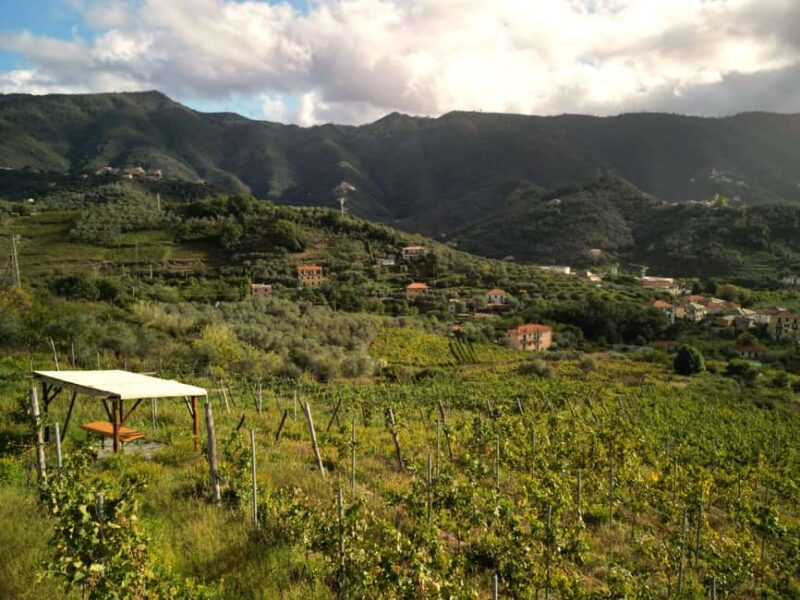 Lievàntu Wine Experience: Tour & tasting in Levanto Valley - Visiting the Vineyards and Olive Groves
