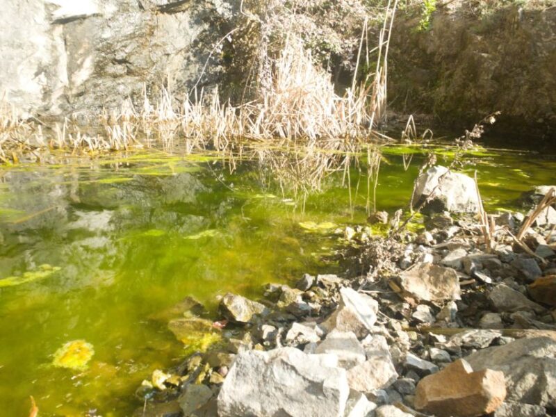 Lievàntu Wine Experience: Tour & tasting in Levanto Valley - Tasting Local Wines and Typical Foods