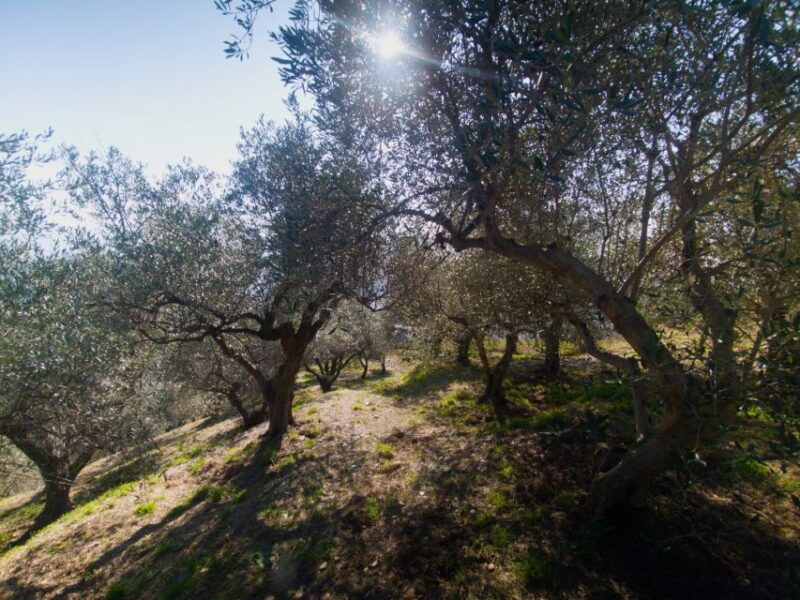 Lievàntu Wine Experience: Tour & tasting in Levanto Valley - Practical Details: Meeting Point, Group Size, and Preparation