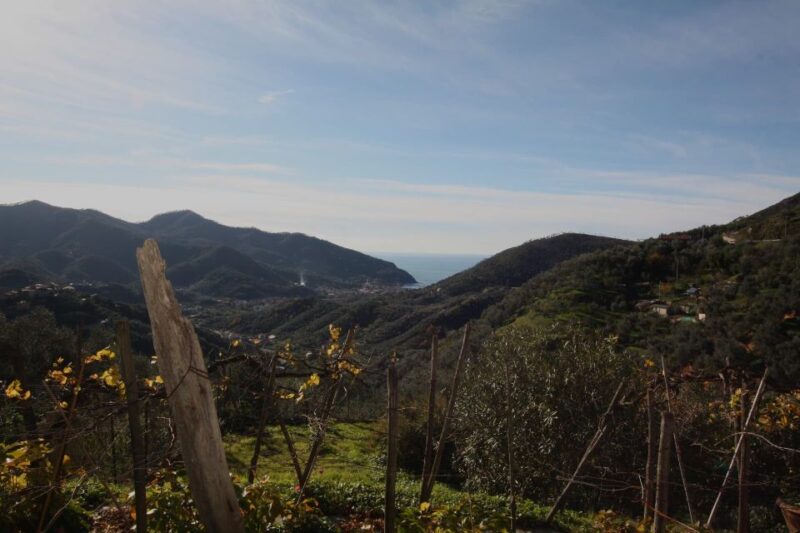 Lievàntu Wine Experience: Tour & tasting in Levanto Valley - Optional Extensions and Customization