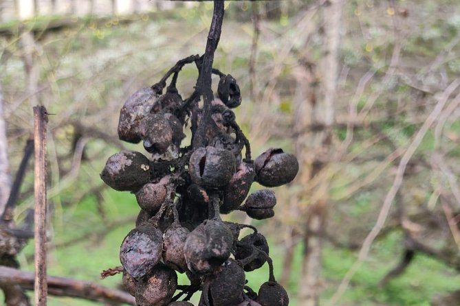 Lifestyle of The Ancient Rich: Domus & Villa in Pompeii, Oplontis and Boscoreale - Visiting Oplontis: Villa of Poppea on the Clifftop
