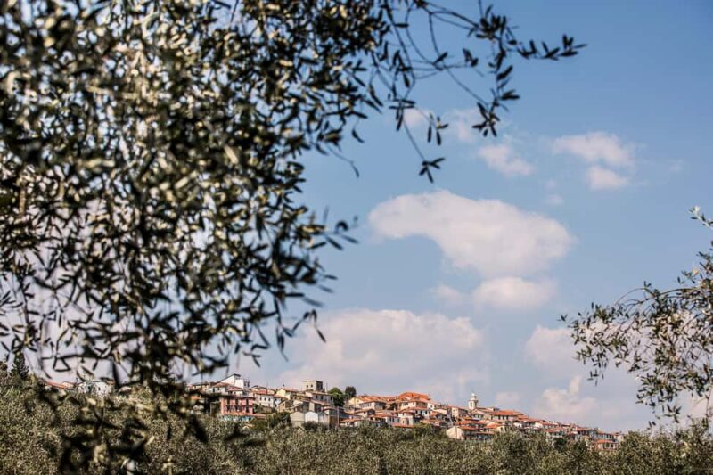 Ligurian Hinterland: Olive Grove Visit and Tasting - Key Points