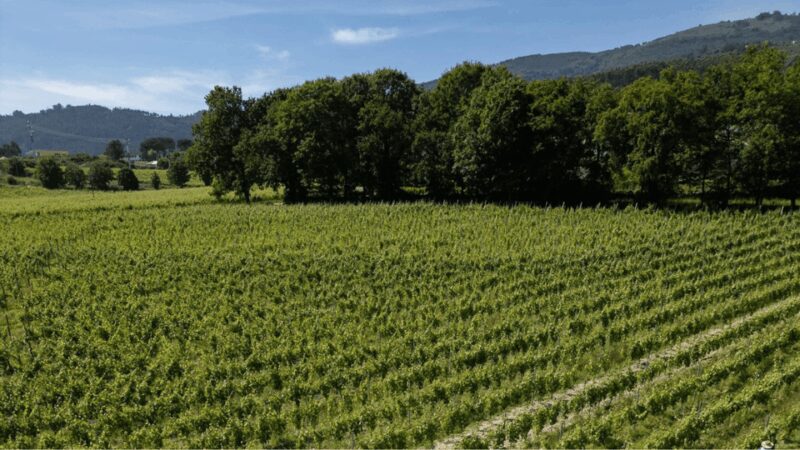 Lima Valley Tour with Vinho Verde Tasting - Discover the Charm of Portugal’s Lima Valley in Just 5 Hours