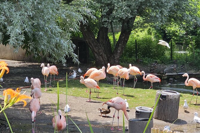 Lincoln Park Nature Museum and Zoo Public Walking Tour - Practical Details: Meeting Point and Accessibility