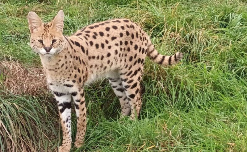 Lincolnshire: ARK Wildlife and Dinosaur Park Entry Ticket - Highlights Include Lincolnshire’s Largest Dinosaur Attraction, Jurassic Ark