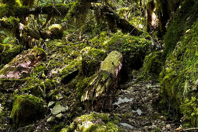 Lindeman and Chilliwack Lakes Sightseeing Tour - Private Transportation and Comfortable Travel Experience