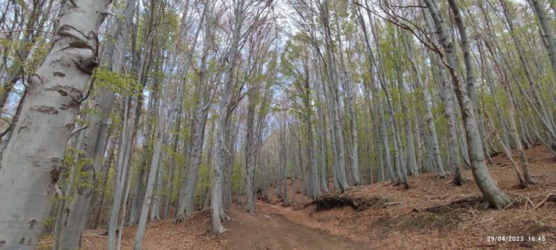 Linguaglossa: North Etna Guided Forest Walking Tour - Discover North Etnas Forests and Volcano Views