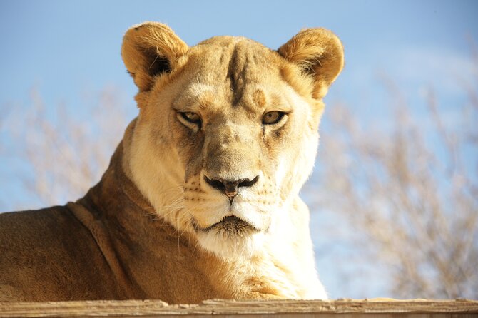 Lion Habitat Ranch Admission Ticket in Las Vegas - Discover the Lion Habitat Ranch: An Up-Close Animal Experience near Las Vegas