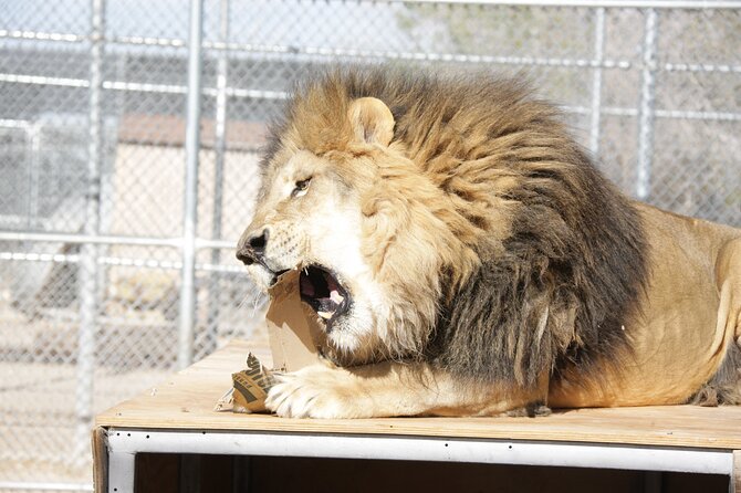 Lion Habitat Ranch Admission Ticket in Las Vegas - The Location and How to Book