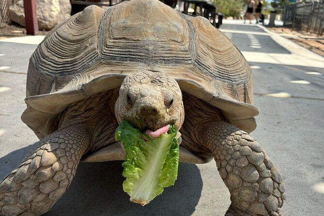 Lion Habitat Ranch Admission Ticket in Las Vegas - The Facilitys Size and Animal Care Standards