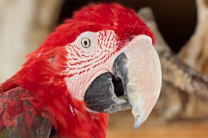 Lion Habitat Ranch Admission Ticket in Las Vegas - Visitor Feedback: Joyful Encounters and Honest Concerns