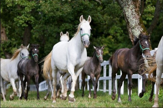 Lipica stud farm and Piran Tour from Ljubljana - Piran’s Seaside Activities and Local Cuisine