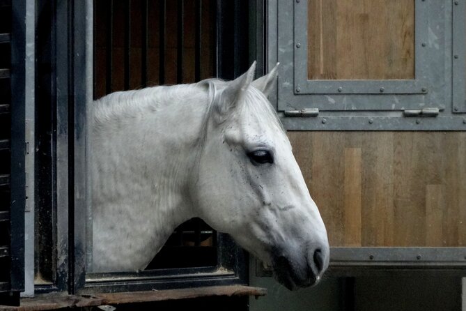 Lipica Stud Farm and Skocjan Caves from Koper - The Experience at Lipica and Skocjan Caves: Strengths and Limitations