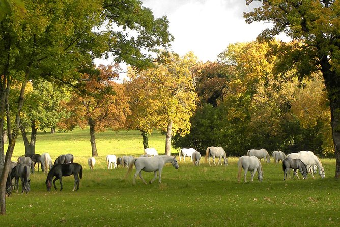 Lipica Stud Farm- Private Experience from Koper - Key Points