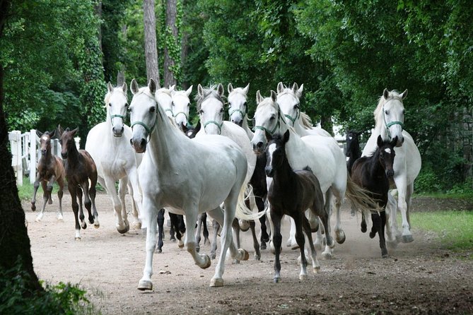 Lipica Stud Farm- Private Experience from Koper - What’s Included and What to Keep in Mind