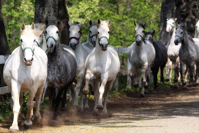 Lipica Stud Farm & Skocjan Caves - Small Group Tour from Koper - Key Points