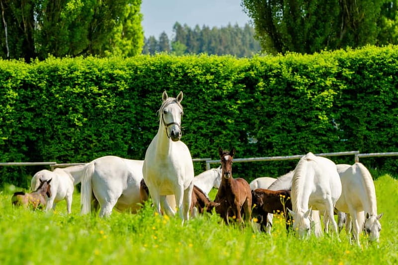 Lipizzaner Stud Piber: Guided Tour - Key Points