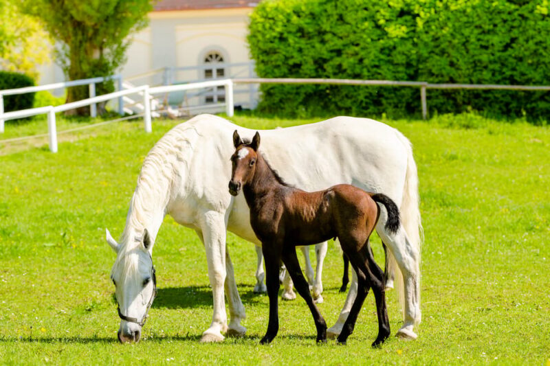 Lipizzaner Stud Piber: Guided Tour - Family-Friendly Activities and Accessibility