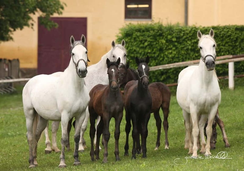 Lipizzaner Stud Piber: Independent Visit - Key Points