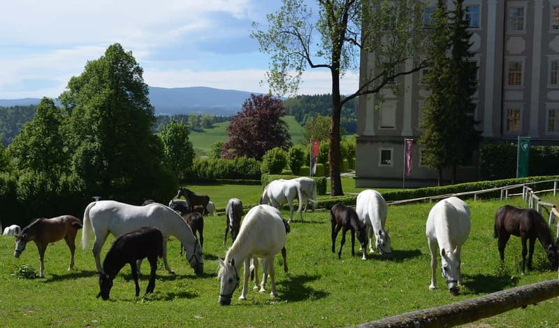 Lipizzaner Stud Piber: Independent Visit - Observing Young Foals in Their First Months