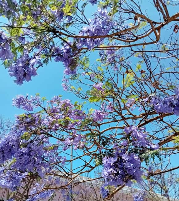 Lisbon: A guided olfactory and historical tour - Practical Information and Logistics