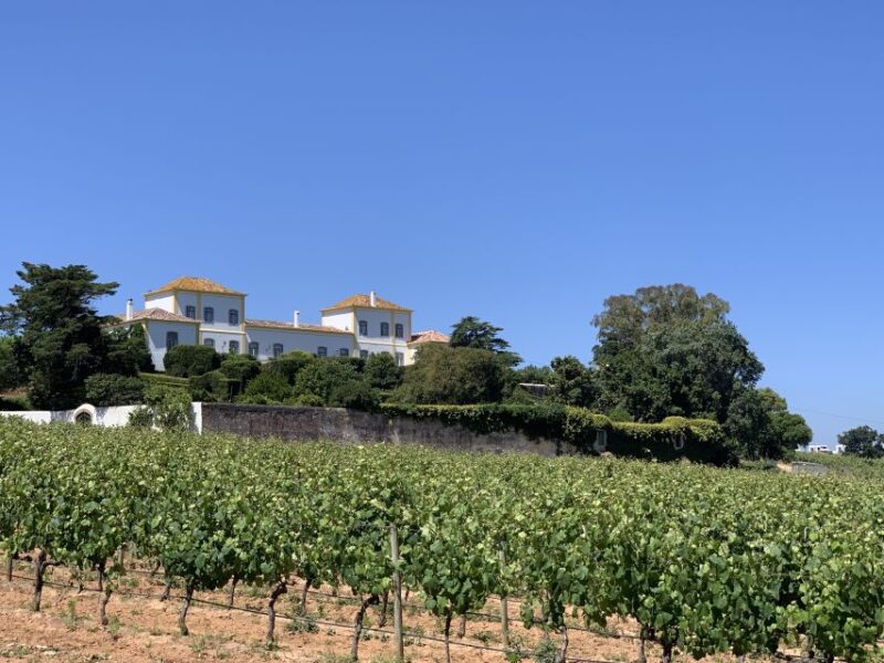 Lisbon Area Wine Tour - What’s Included and What to Consider