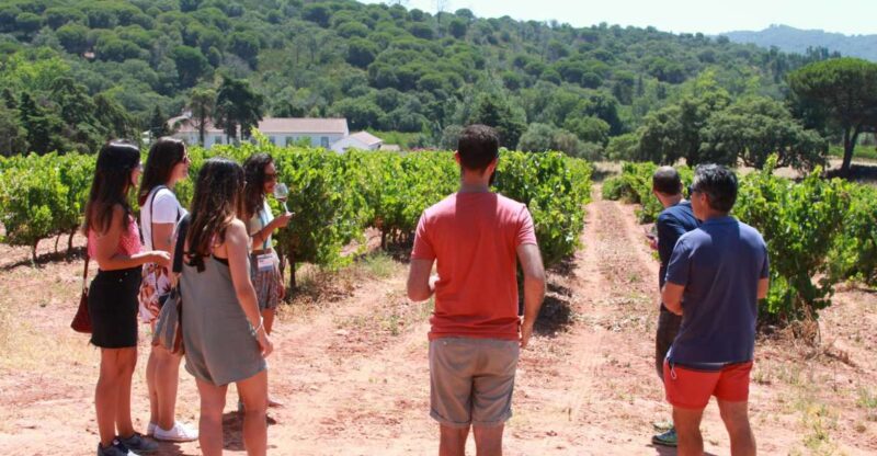 Lisbon: Arrábida and Sesimbra Day Trip with Wine - Azeitão: Wine Tasting at a Family-Run Estate
