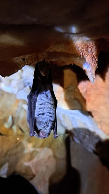 Lisbon: Arrábida Natural Park Cave Tour with Guide - Key Points