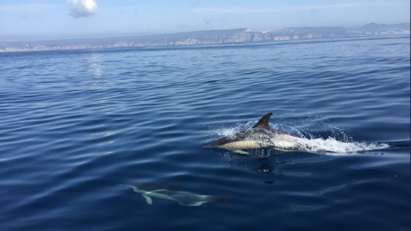 Lisbon: Arrábida Natural Park Dolphin Watching Boat Tour - Discover the Marine Wonders of Arrábida with a Dolphin Watching Boat Tour for $57