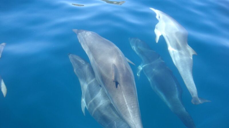 Lisbon: Arrábida Natural Park Dolphin Watching Boat Tour - The Experience of a Fast, Agile Boat Ride