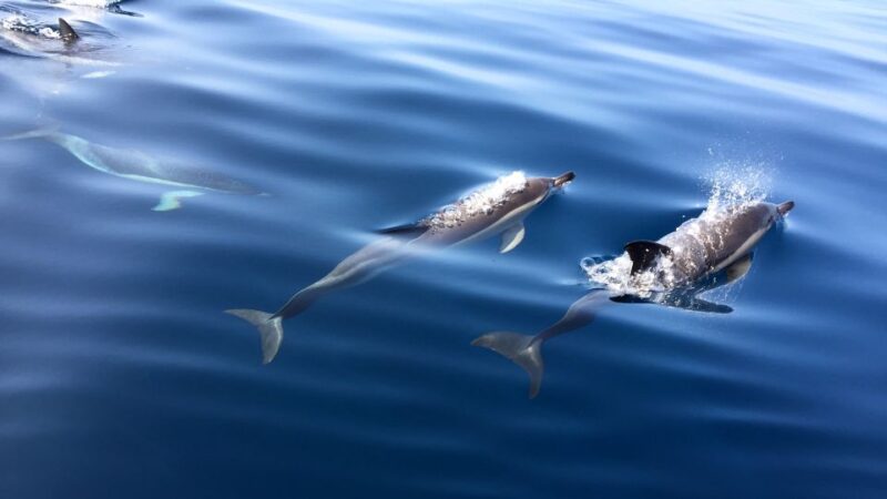 Lisbon: Arrábida Natural Park Dolphin Watching Boat Tour - The Guides: Knowledgeable and Friendly