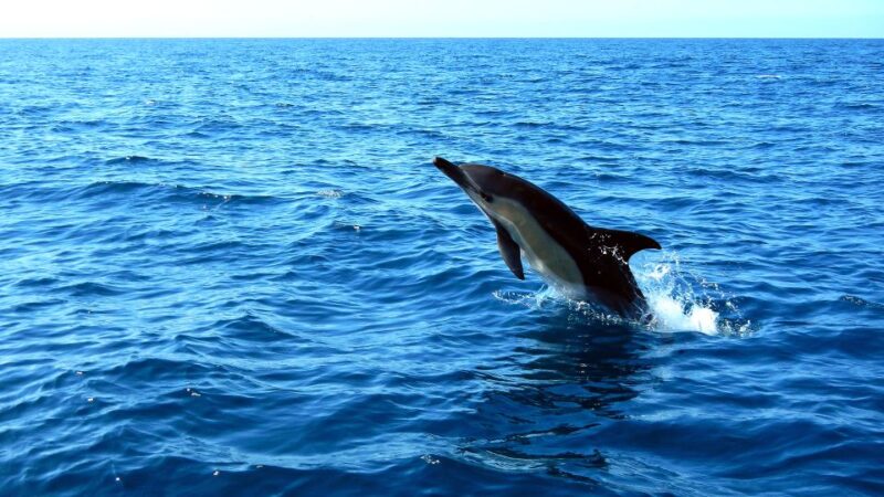 Lisbon: Arrábida Natural Park Dolphin Watching Boat Tour - Best Time to Book and What to Prepare