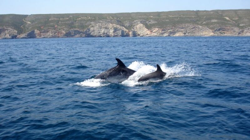 Lisbon: Arrábida Natural Park Dolphin Watching Boat Tour - Safety and Practical Considerations
