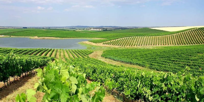 Lisbon: Arrábida Natural Park, Setúbal, and Azeitão Day Trip - Exploring Setúbal’s Historic Charm and Marine Life