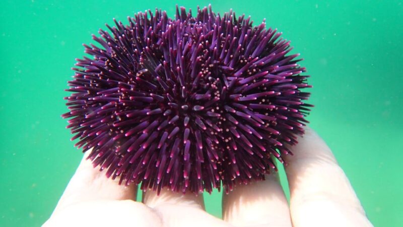 Lisbon: Arrábida Snorkeling Adventure - Practical Considerations and Physical Requirements