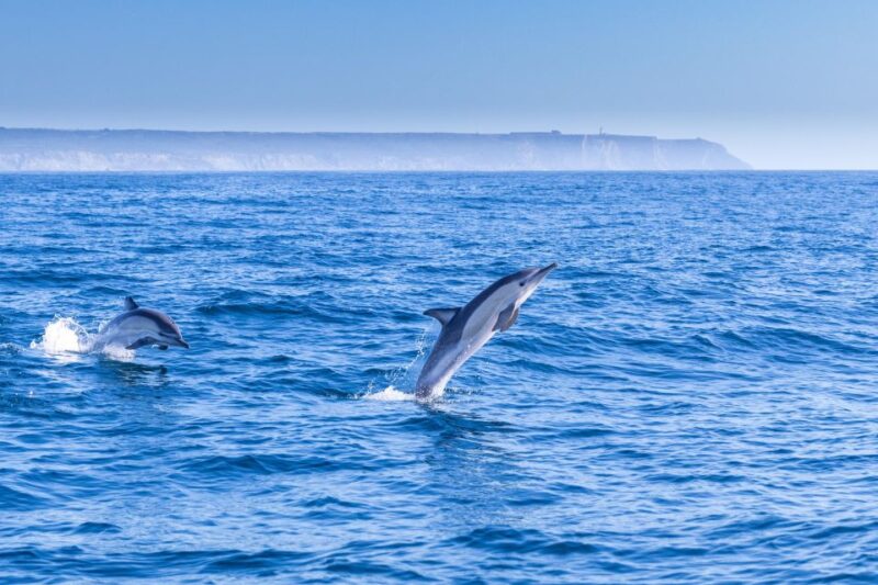 Lisbon: Dolphin Watching Boat Tour with Welcome Coffee - Scenic Views of Lisbon’s Coastline and Estoril from the Tagus River